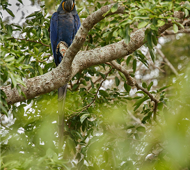 Scenic Bird Areas